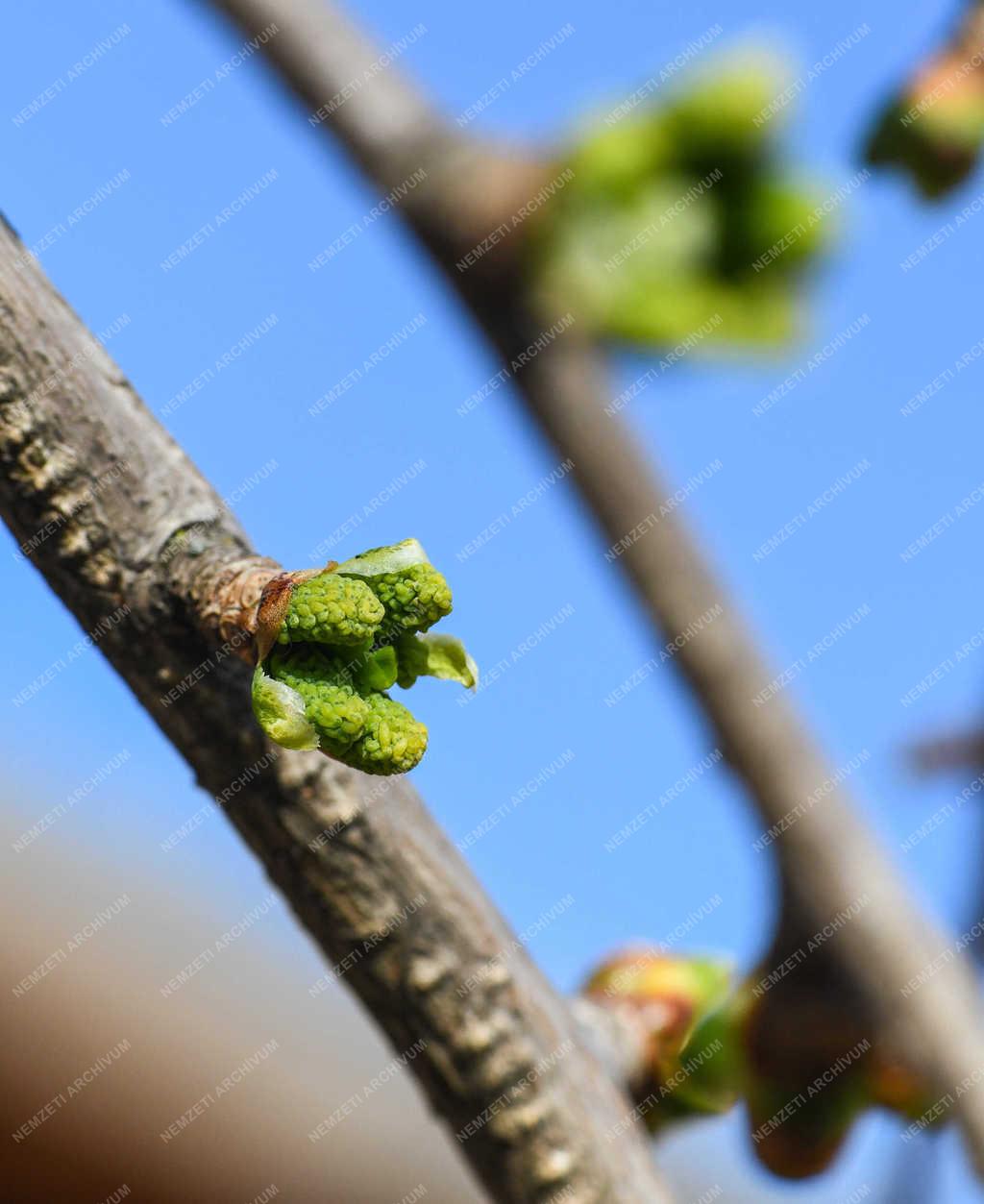 Természet - Debrecen - Tavaszi rügyfakadás