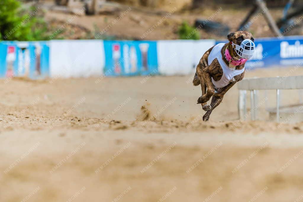 Sport - Isaszegi Agárpálya