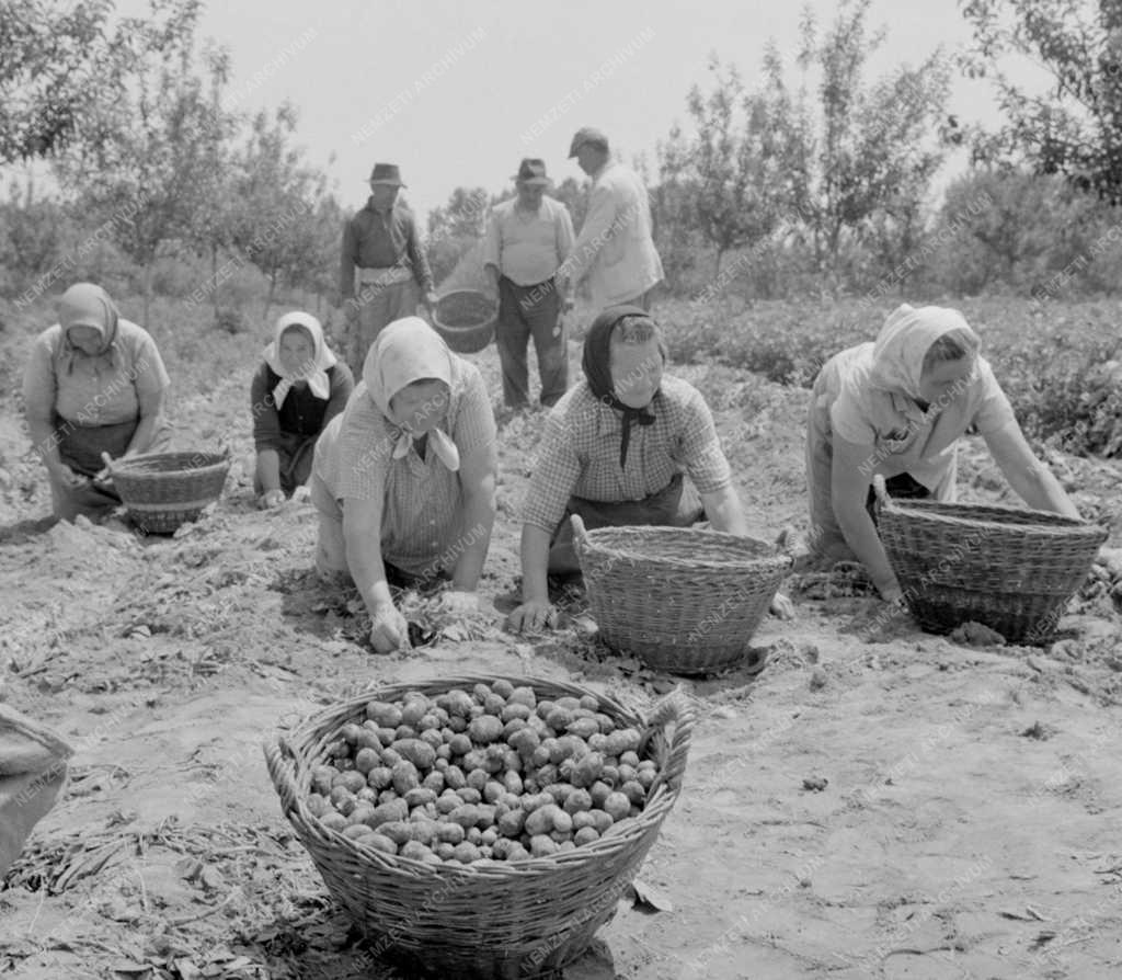Mezőgazdaság - Gazdag újburgonya termés Csongrádban