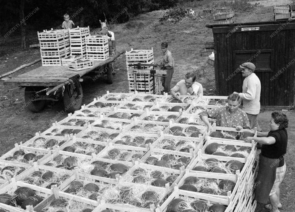 Mezőgazdaság - Görögdinnye exportra a Lenin Termelőszövetkezetből