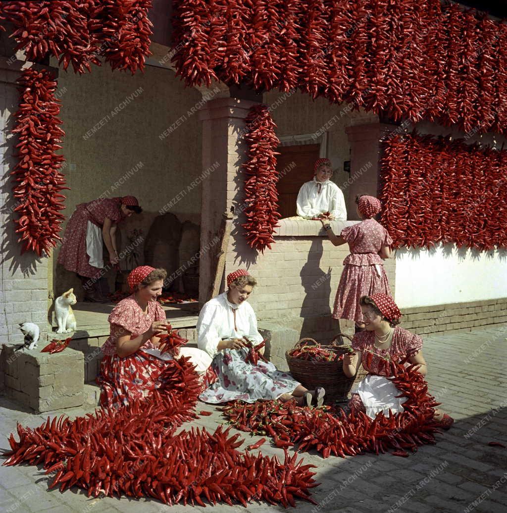 Mezőgazdaság - Fűszerpaprika termesztés