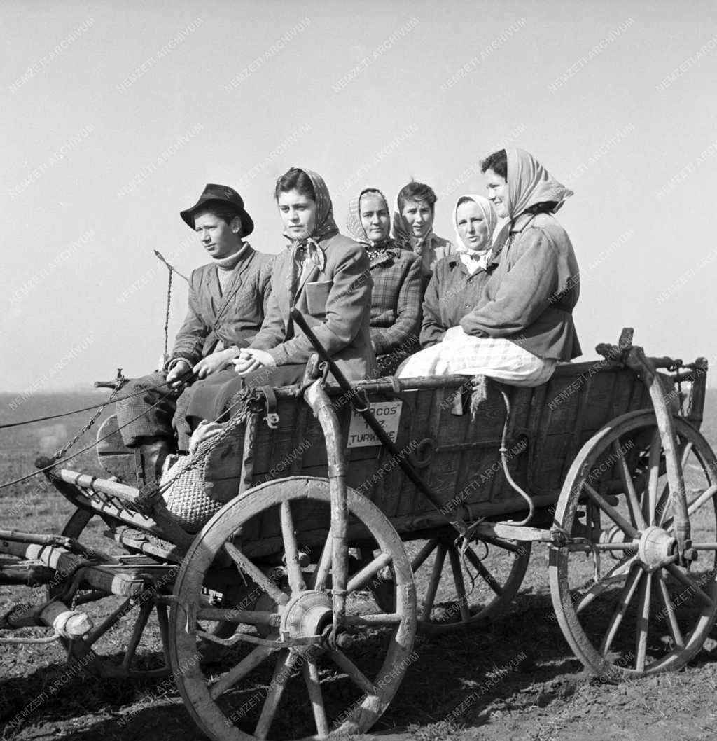 Mezőgazdaság - Harcos Termelőszövetkezet