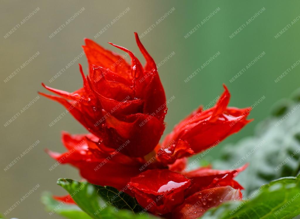 Természet - Kerti virág