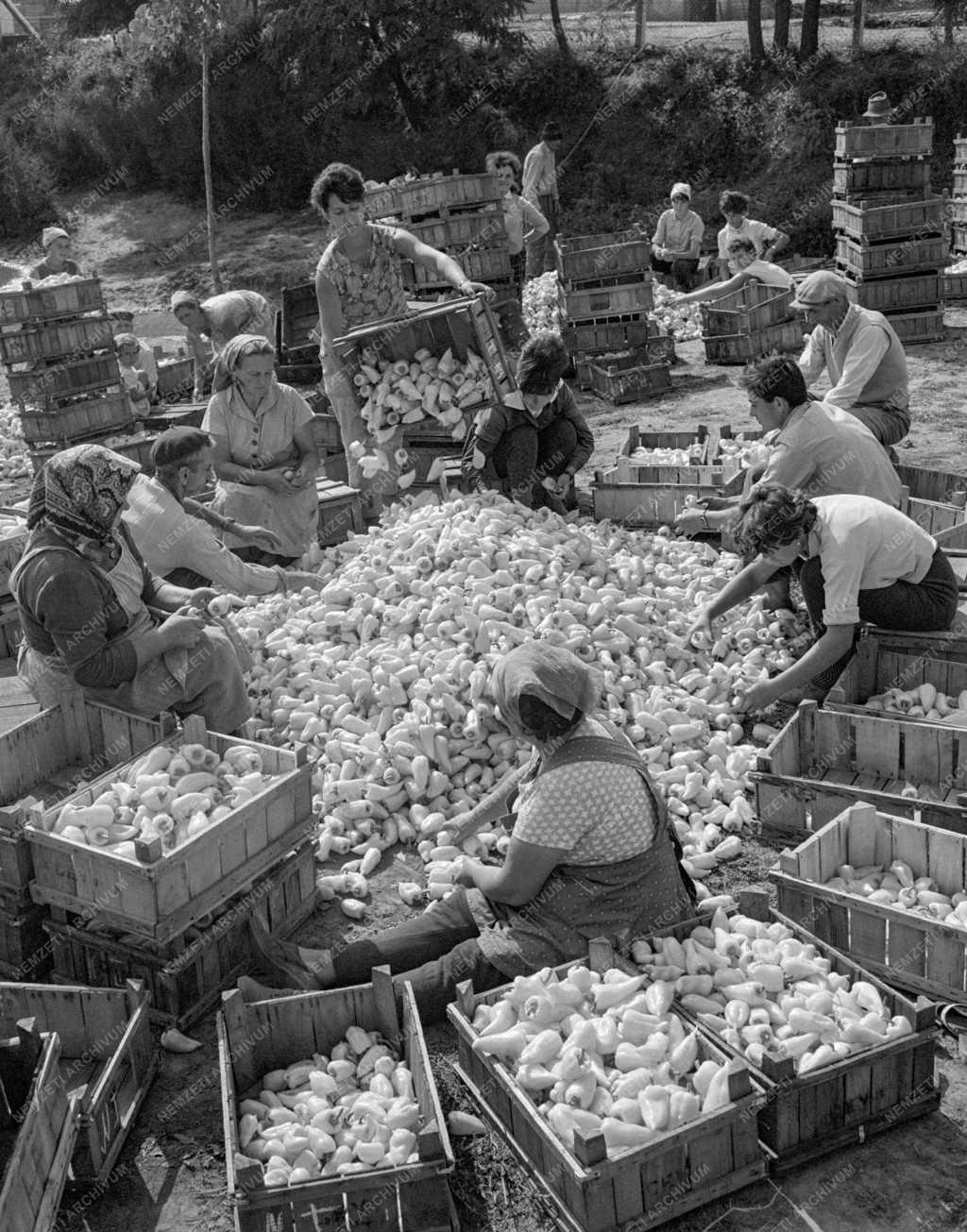 Mezőgazdaság - Vörös Csillag Termelőszövetkezet kertészete