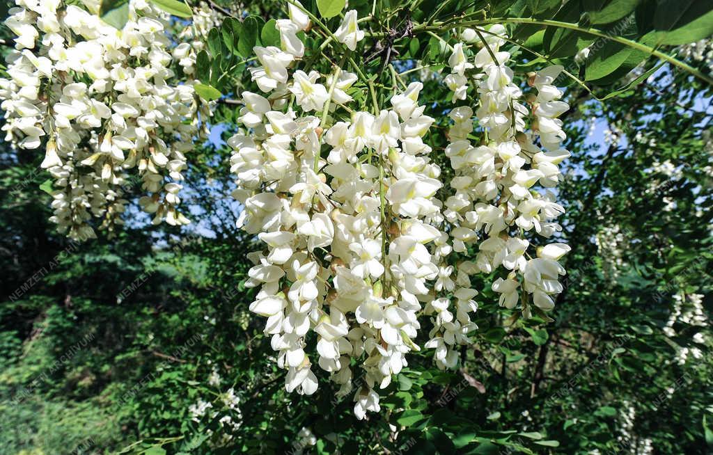 Természet - Földes - Akácfa virágzás 