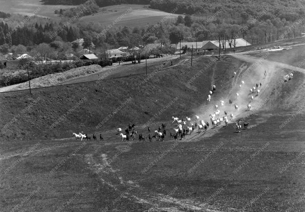 Állattenyésztés - Sportlovak tenyésztése
