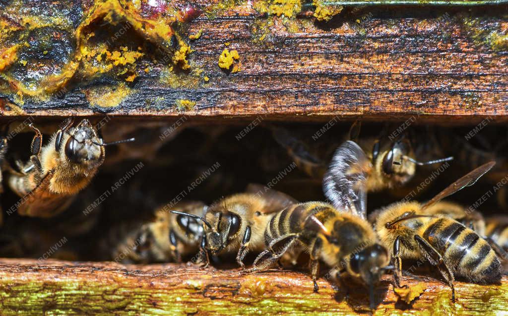 Élelmiszeripar - Sajóörös - Méhészet