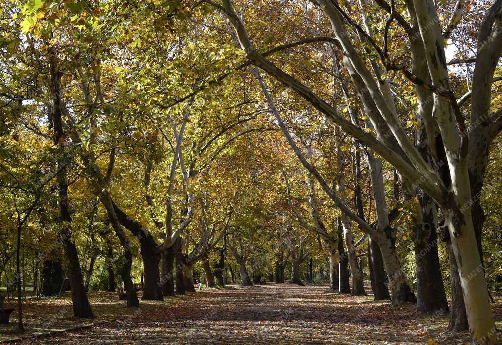 Természet - Budapest - Őszi Népliget 