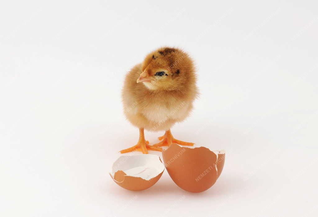 Állattartás - Debrecen - Naposcsibék 