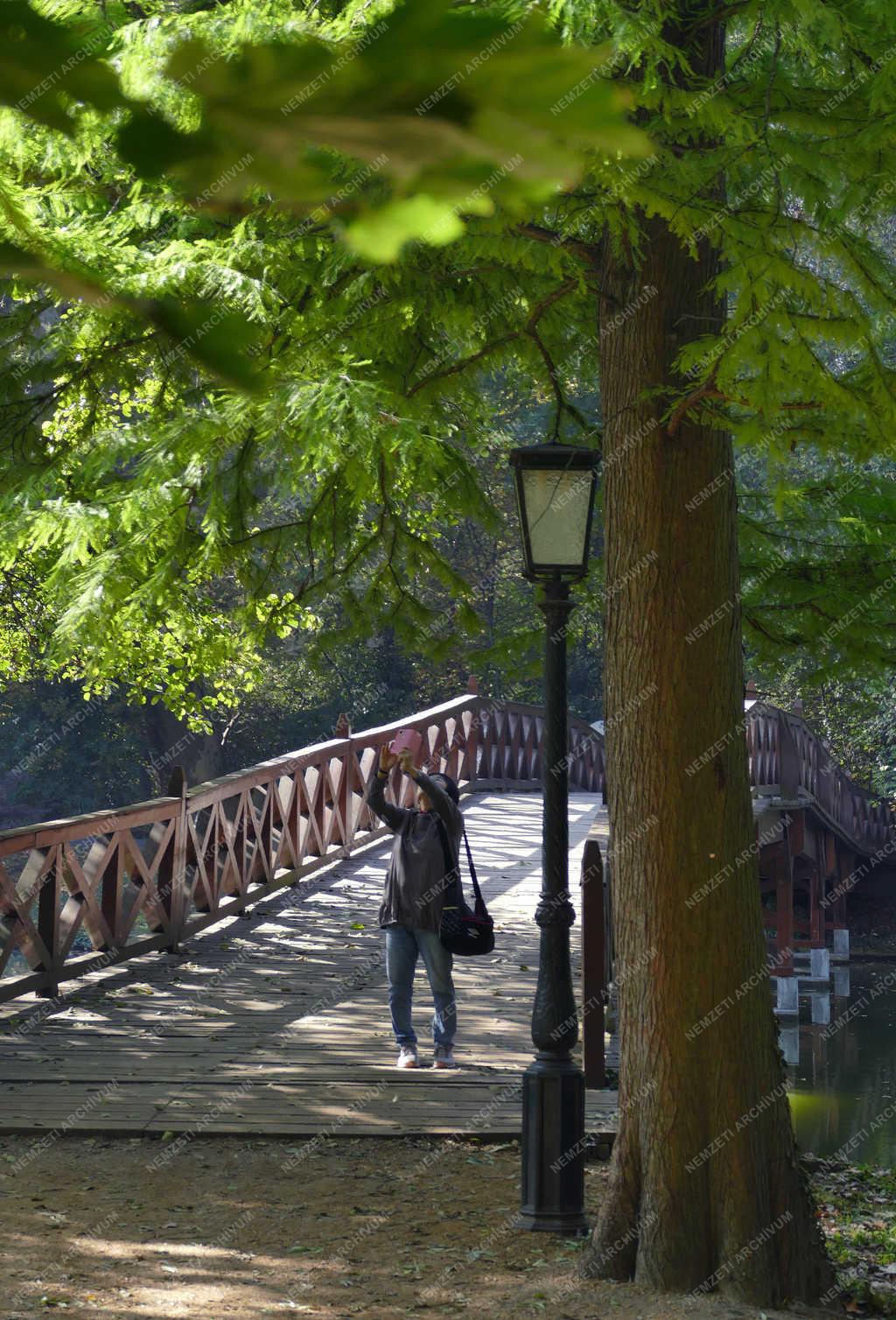 Természet - Martonvásár - Ősz a Brunszvik-kastély parkjában