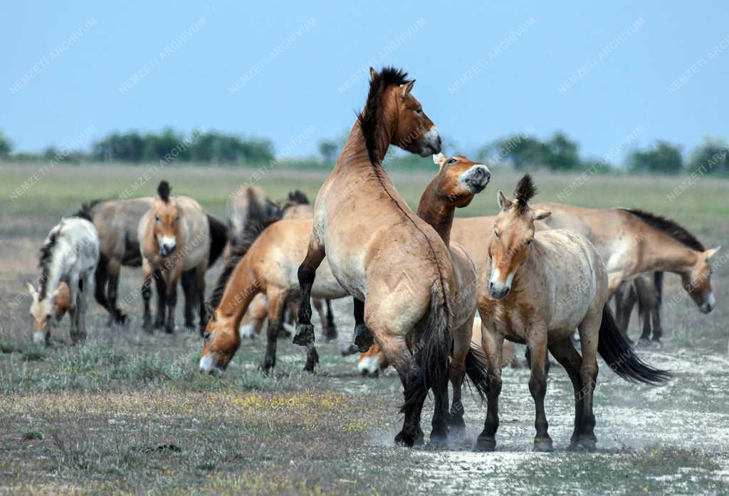Állatvilág - Hortobágy - Przewalski-lovak