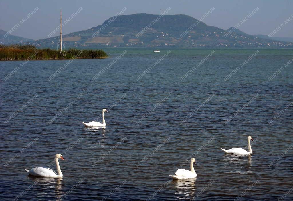 Természet - Hattyúk a Balaton vizén