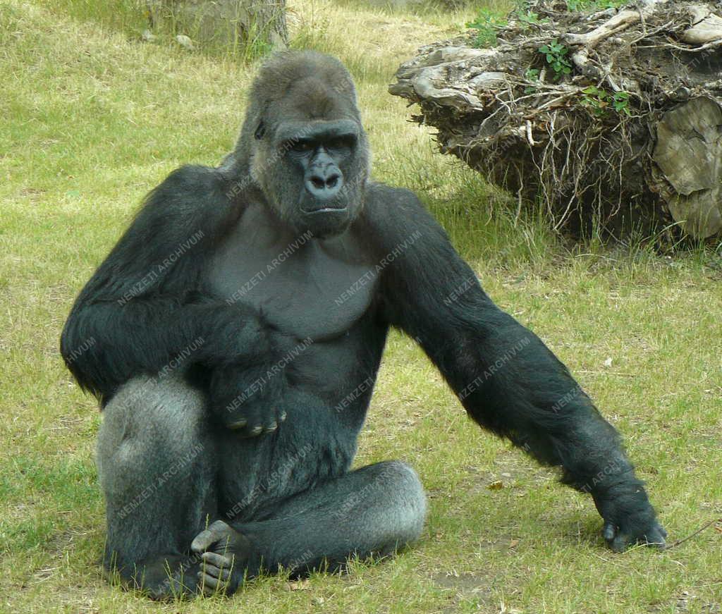Budapest - Állatkert - Gorilla