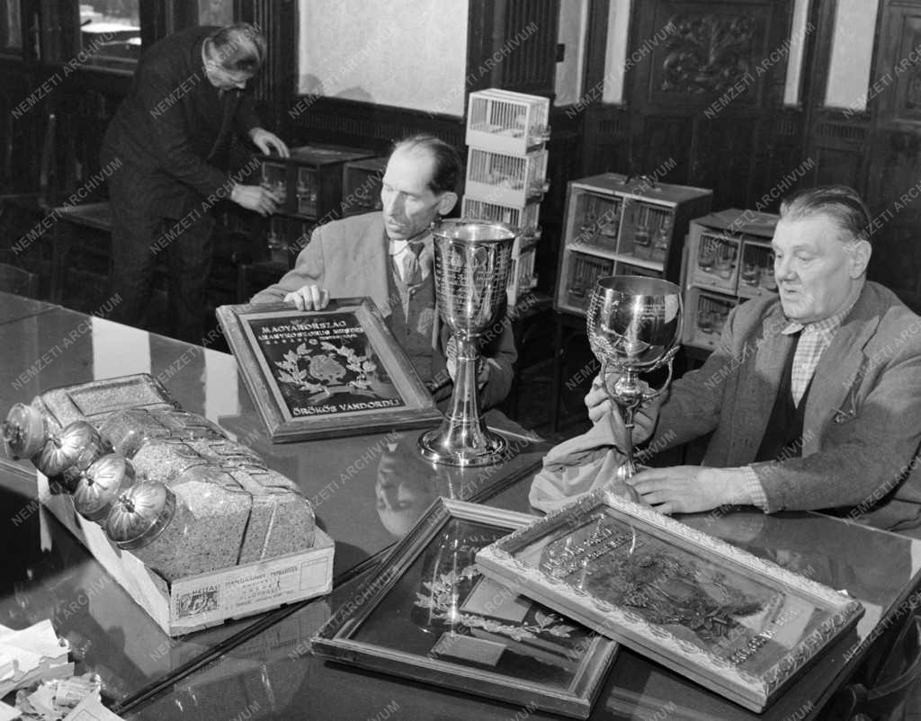 Érdekesség - Nemzetközi kanáriverseny és -kiállítás