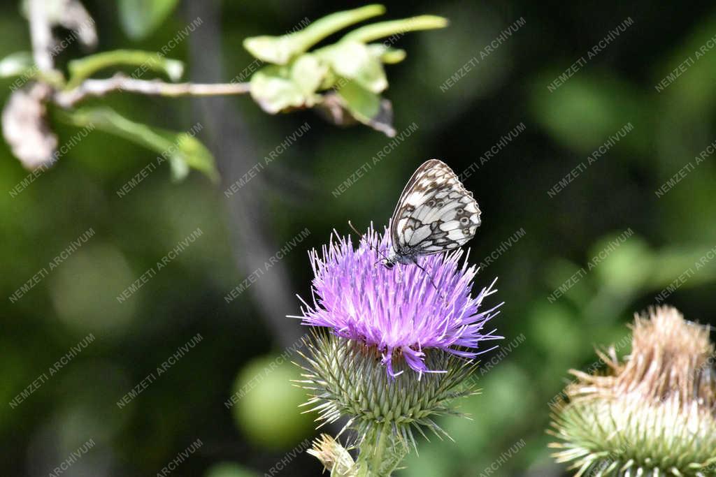 Természet - Budapest - Sakktáblalepke 