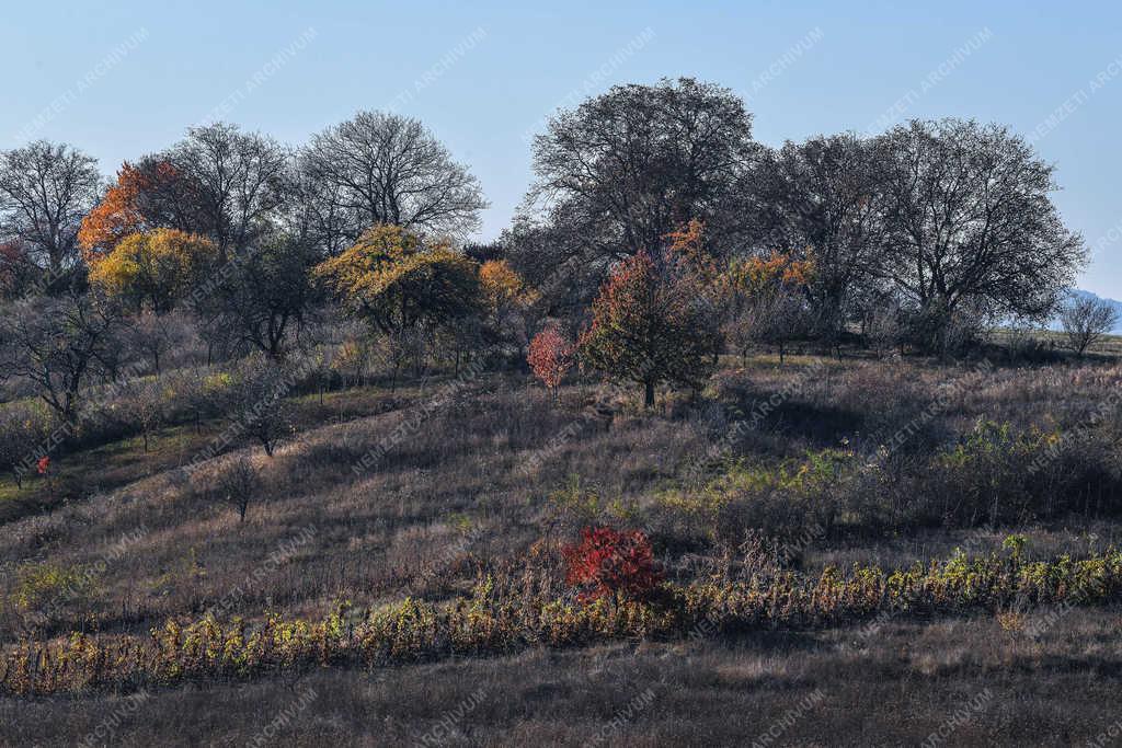 Természet - Zsobok - Ősz a határban