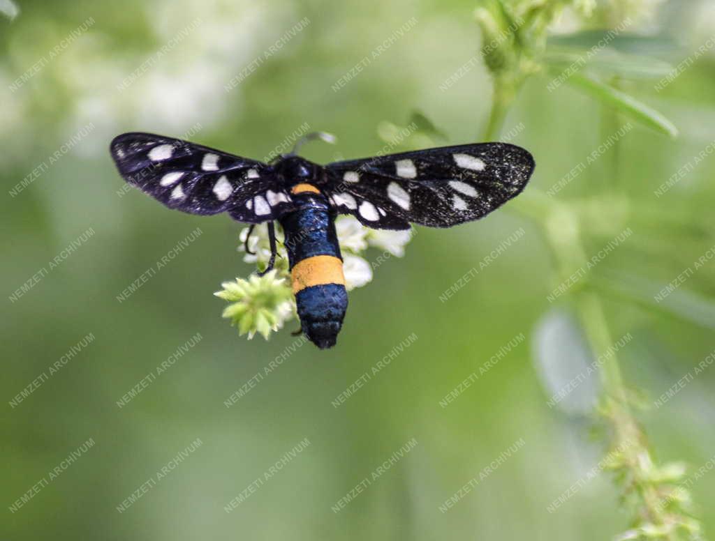 Természet - Budapest - Fehérpettyes álcsüngőlepke