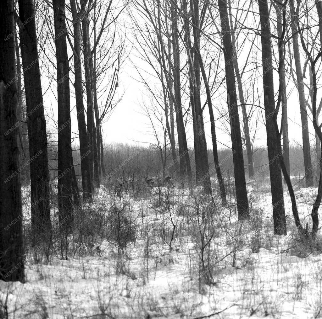 Vadak etetése - Tél az erdőn