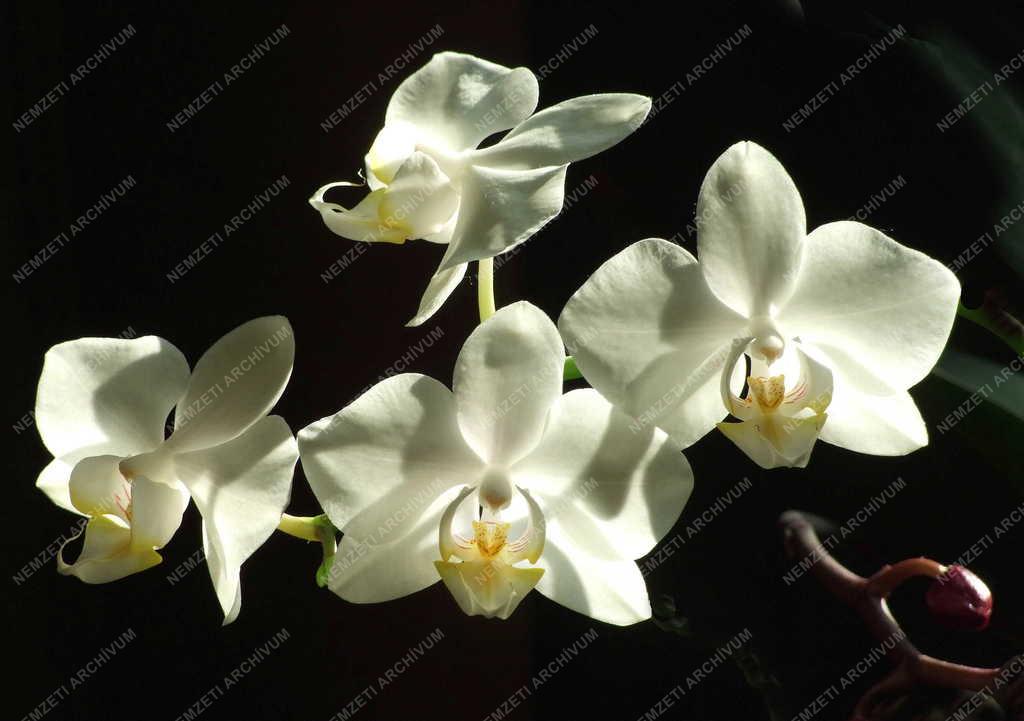 Természet - Orchidea
