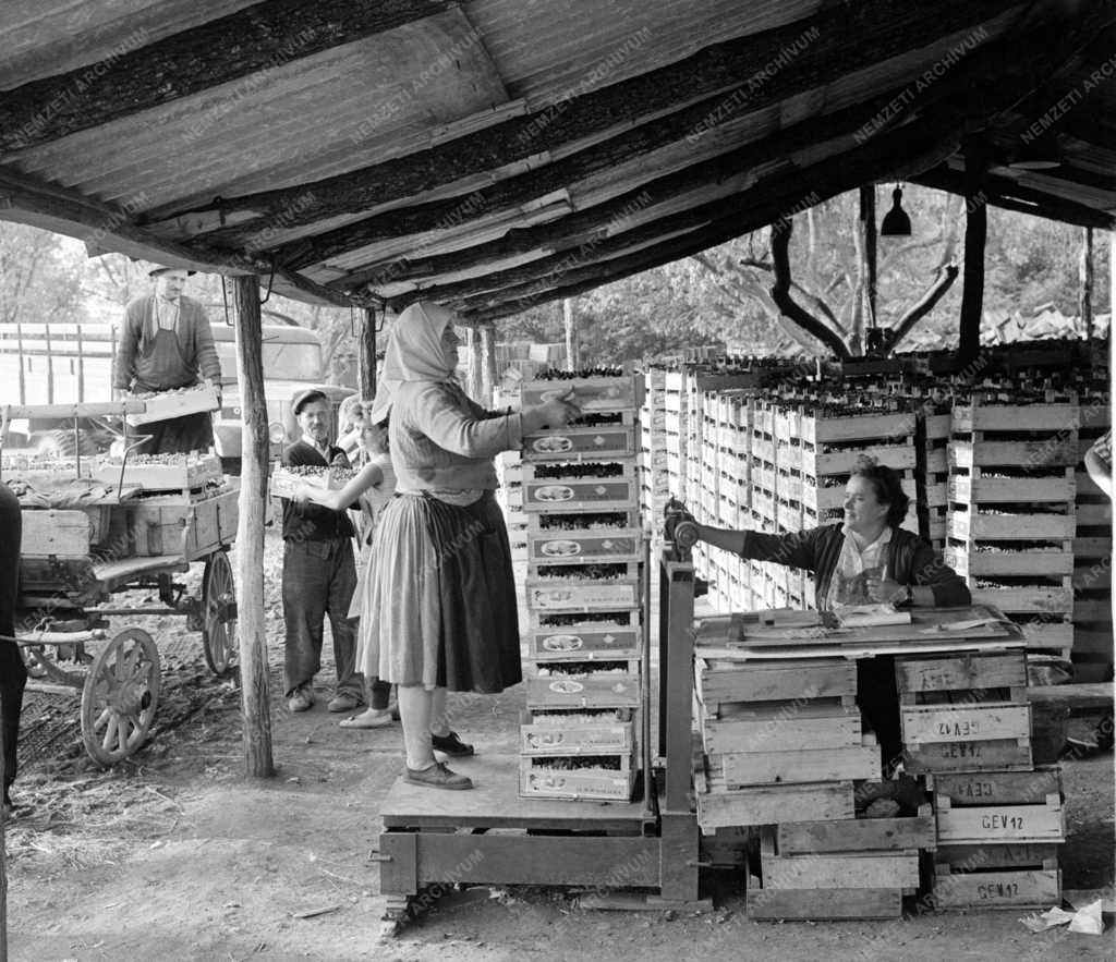 Mezőgazdaság - Szőlőszüret Nagyrédén