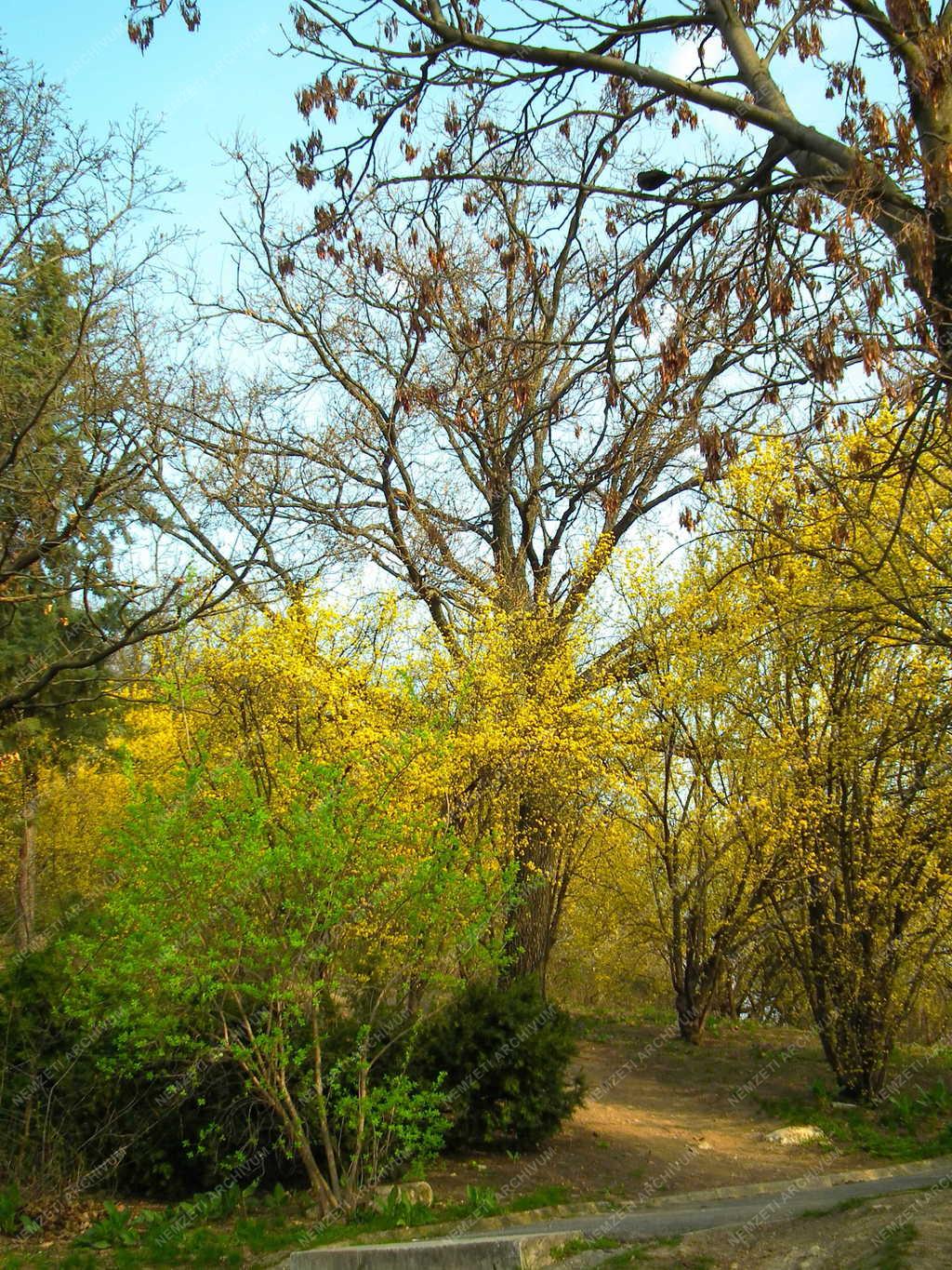 Budapest - Természet - Gellérthegy