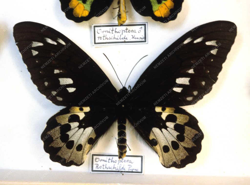 Entomológia - Bezsilla László lepkegyűjteménye