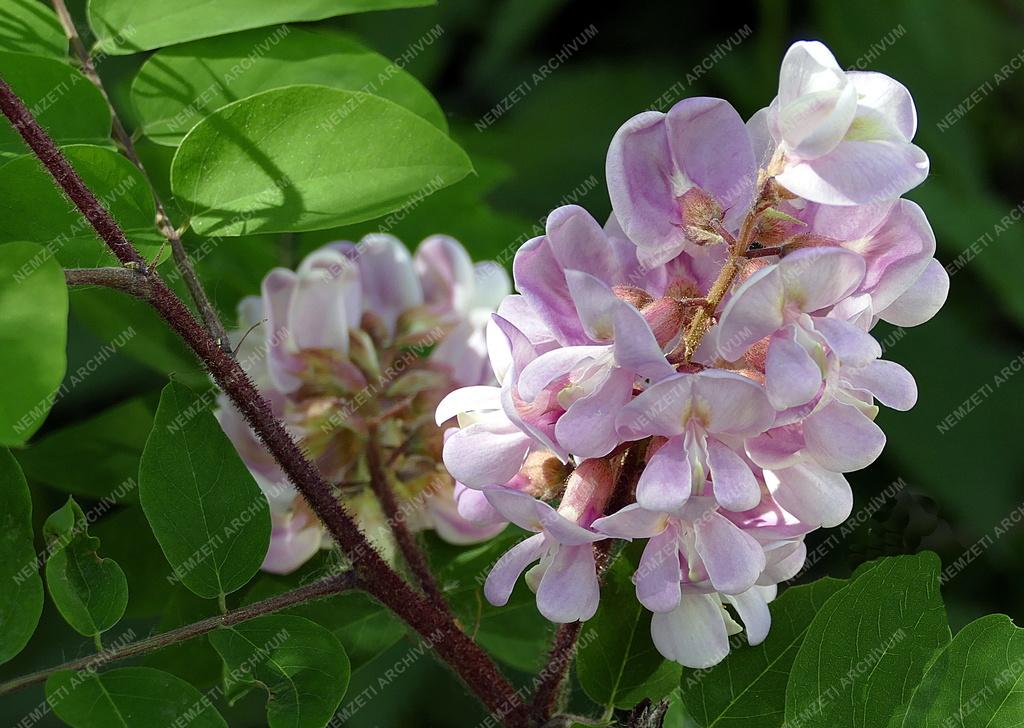 Természet - Növényvilág - Lilaakác