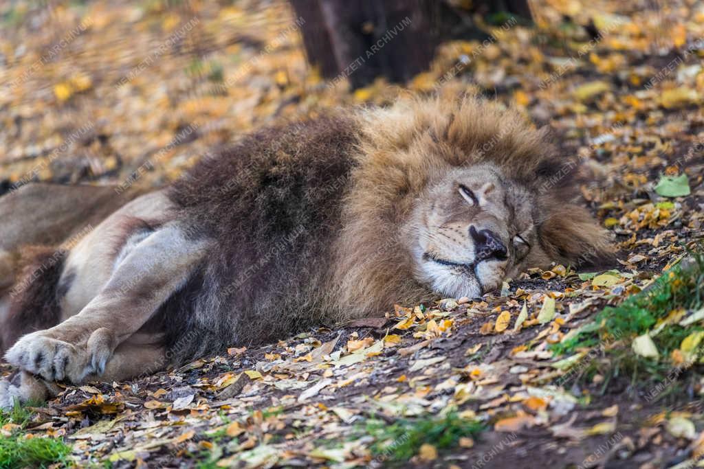 Természetvédelem - Felsőlajos - Afrikai oroszlán