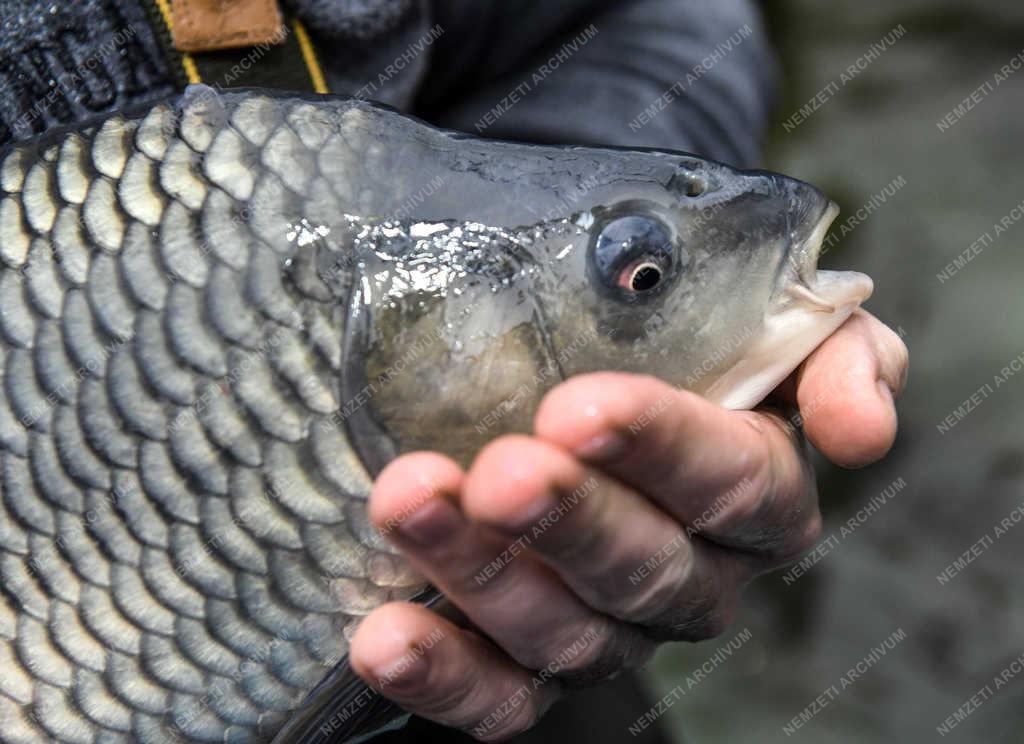 Tudomány - Debrecen - Lerövidített pontytenyésztés