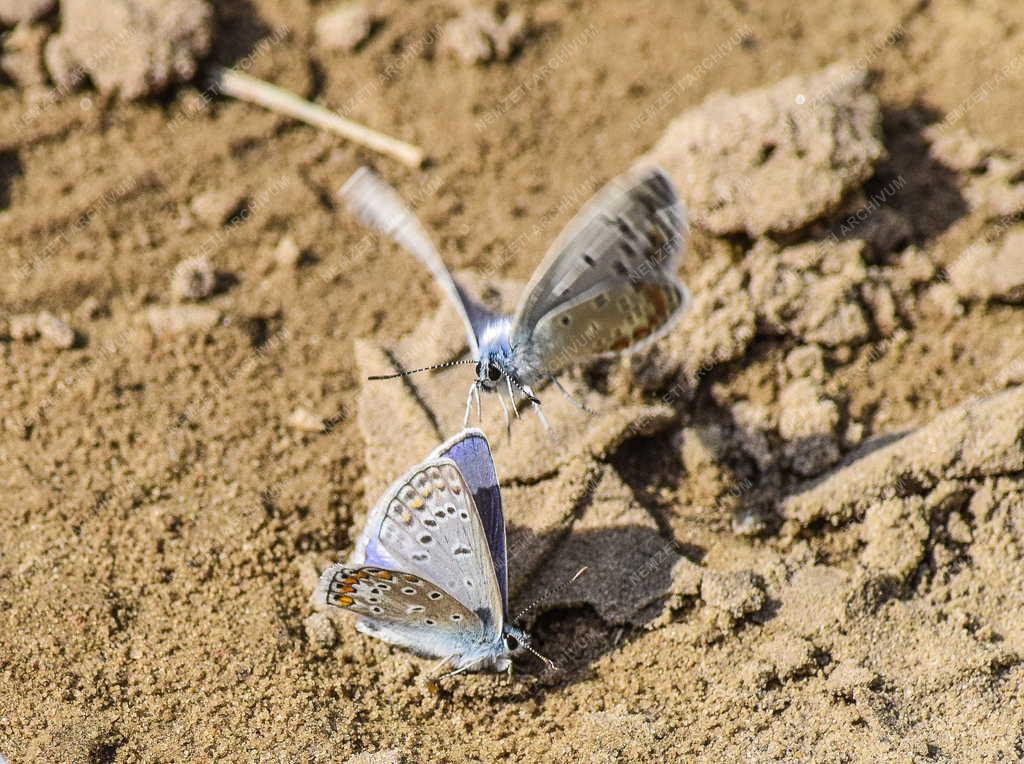 Természet - Budapest - Égszínkék boglárka