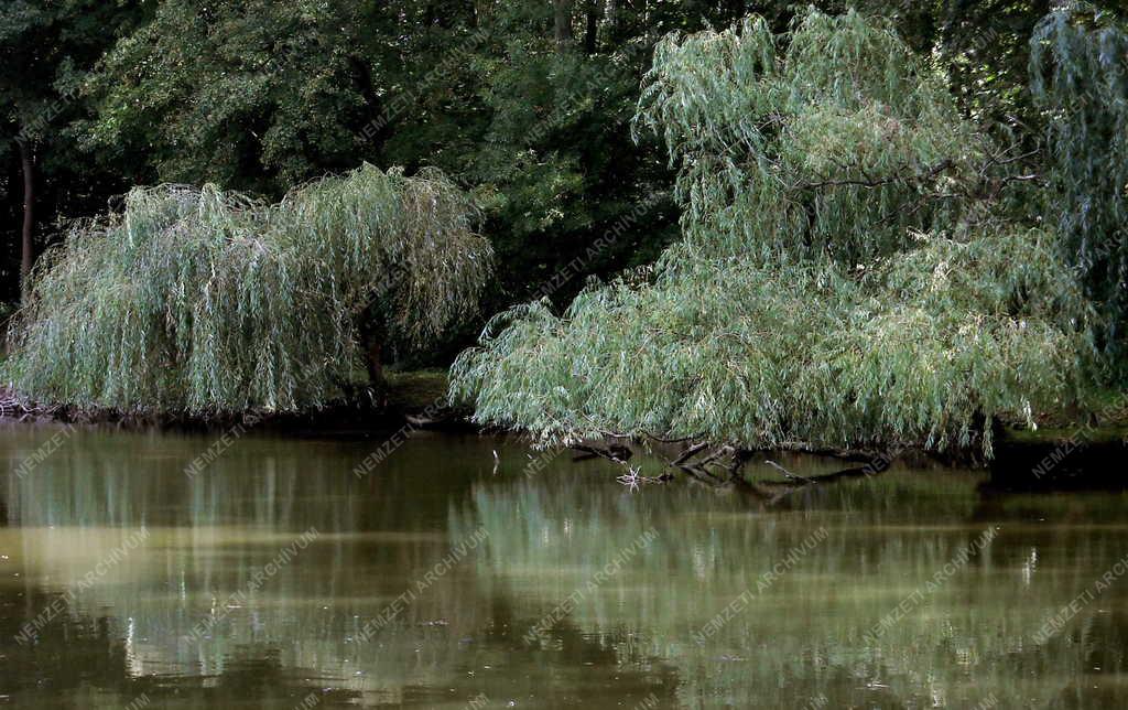 Természet - Dénesfa - A Cziráky-kastély védett parkja
