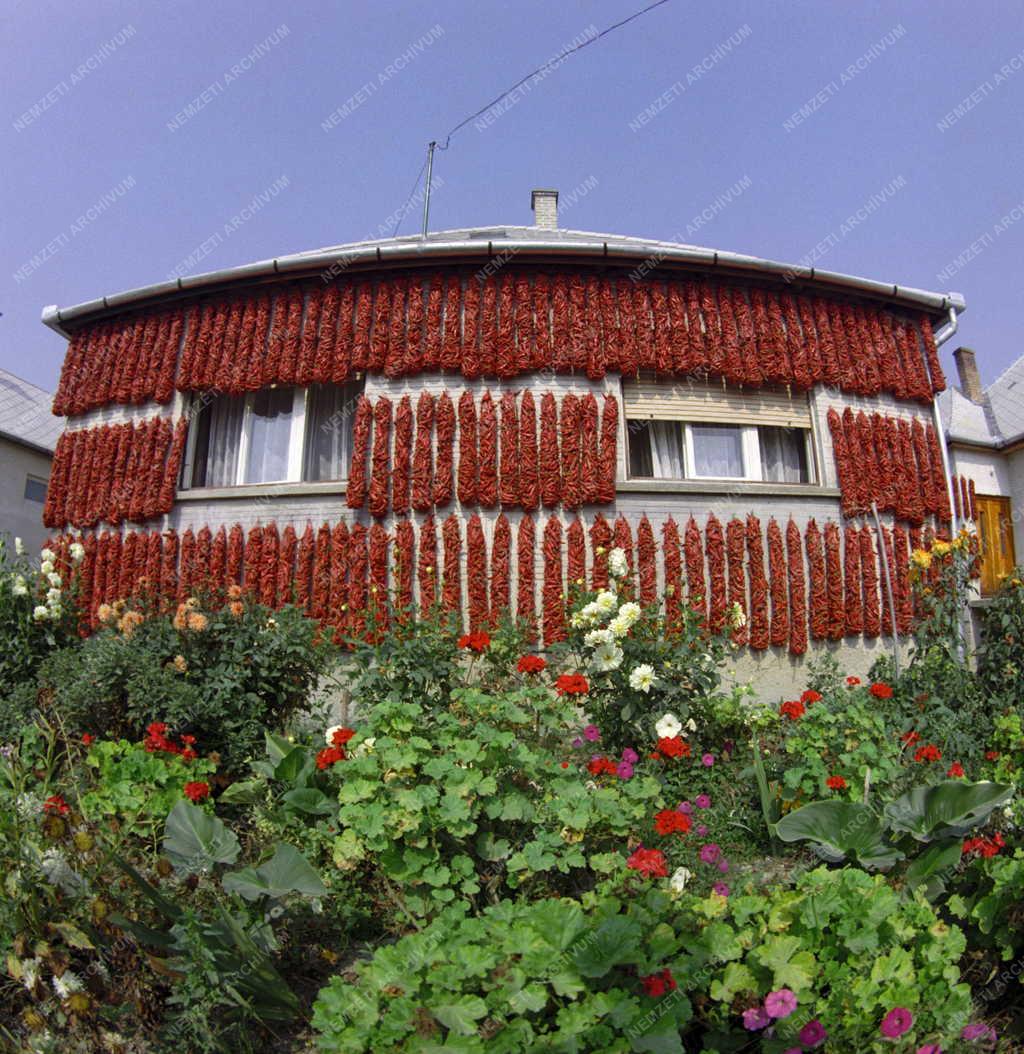 Mezőgazdaság - Háztáji - Paprikaház