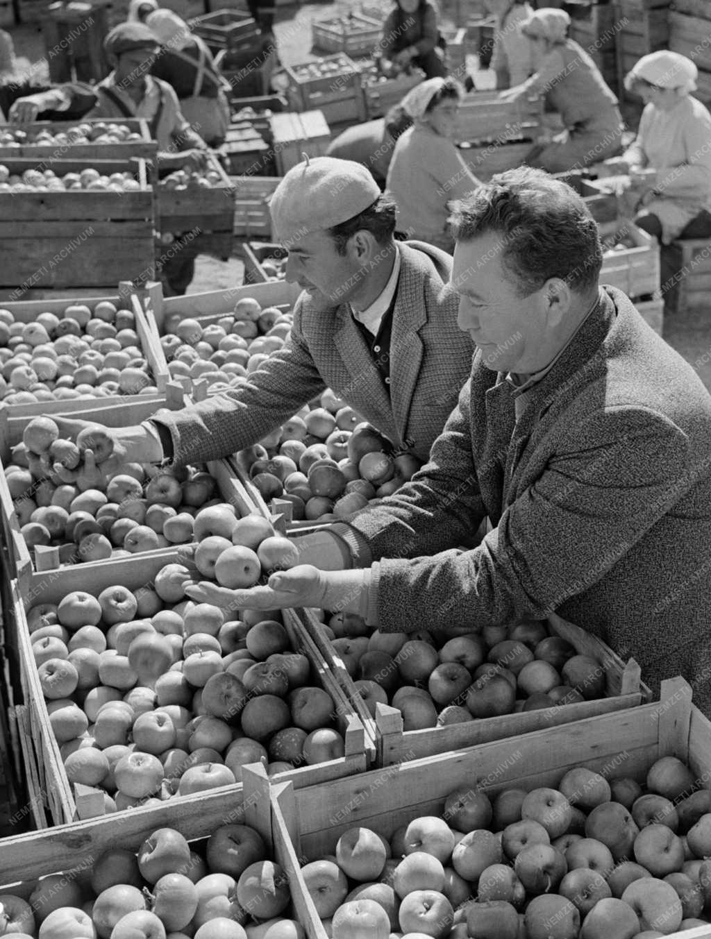 Élelmiszeripar - Megkezdték a szabolcsi alma szállítását