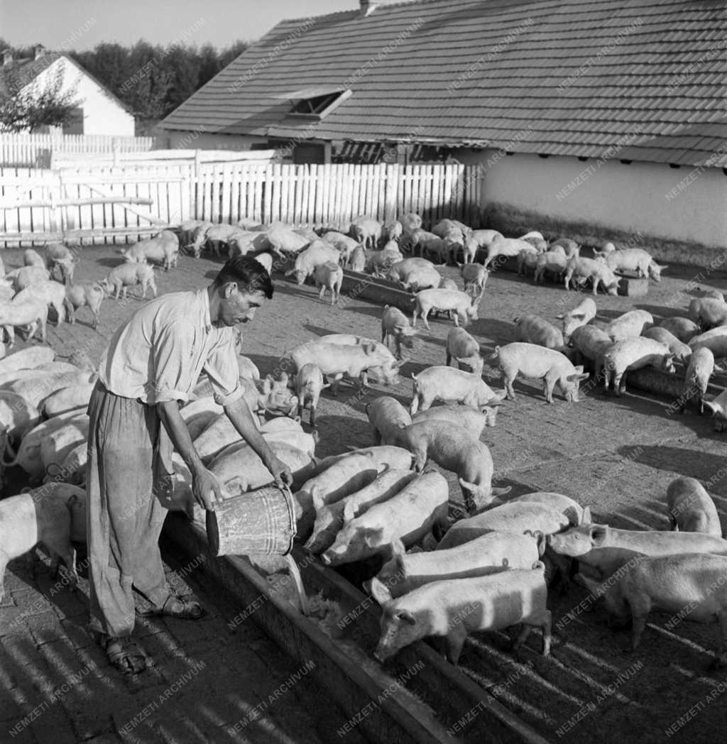 Mezőgazdaság - Süldőnevelés a tolnaszigeti ÁG-ban