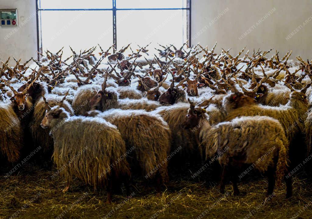 Állattenyésztés - Hortobágy - Őshonos rackák tartása 