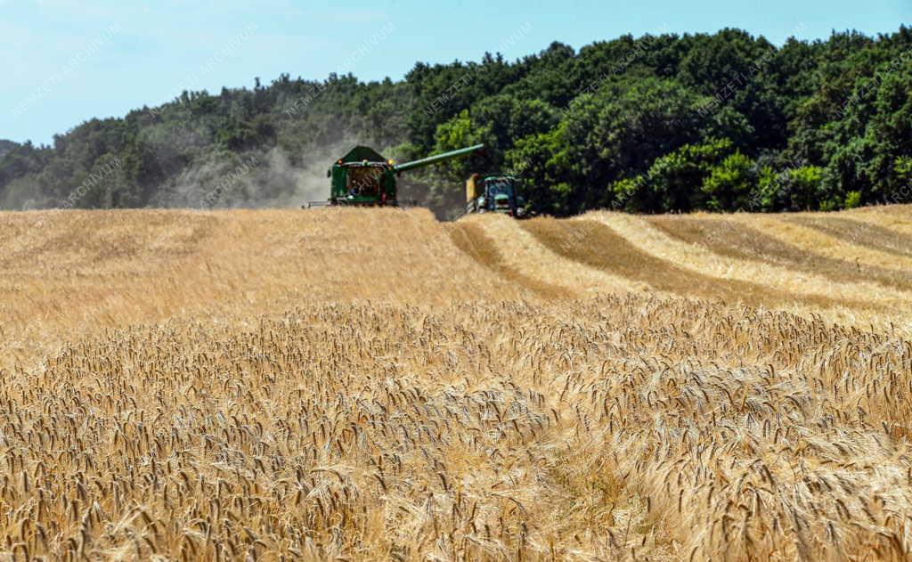 Mezőgazdaság - Aratják az őszi árpát Debrecennél