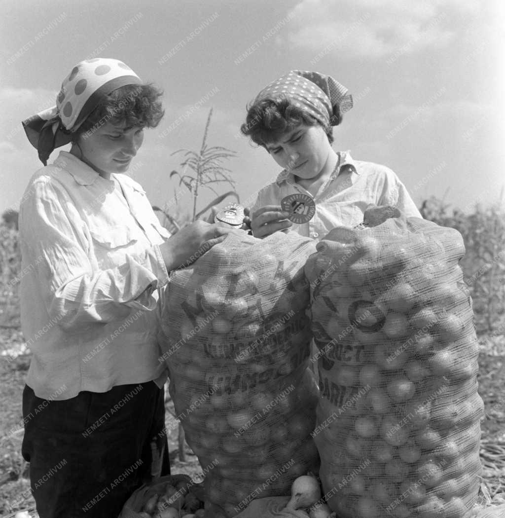 Mezőgazdaság - Hagymaszüret