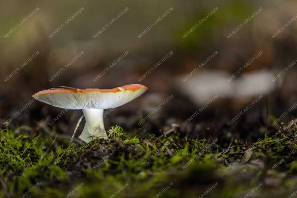 Természet - Tiszaalpár - Légyölő galóca