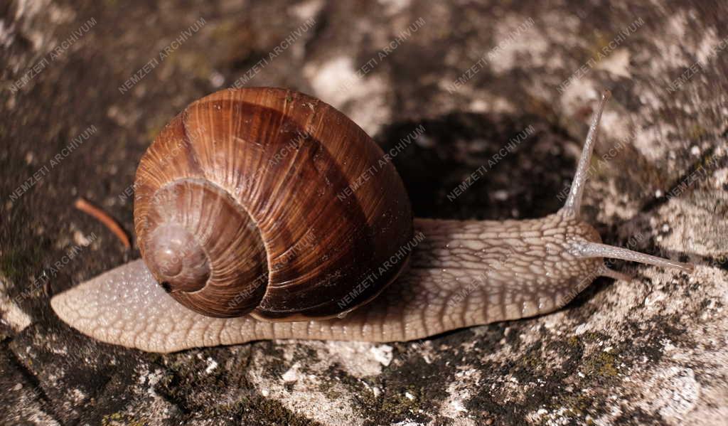 Természet - Éticsiga