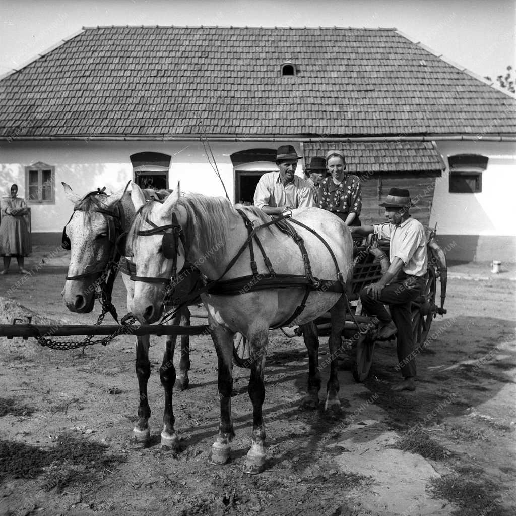 Mezőgazdaság - Téesz-szervezés 