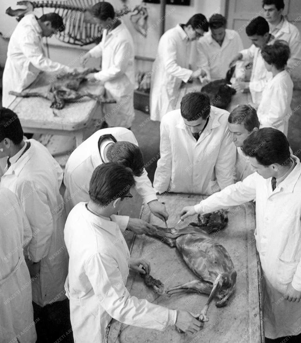 Oktatás - Állatorvostudományi Egyetem