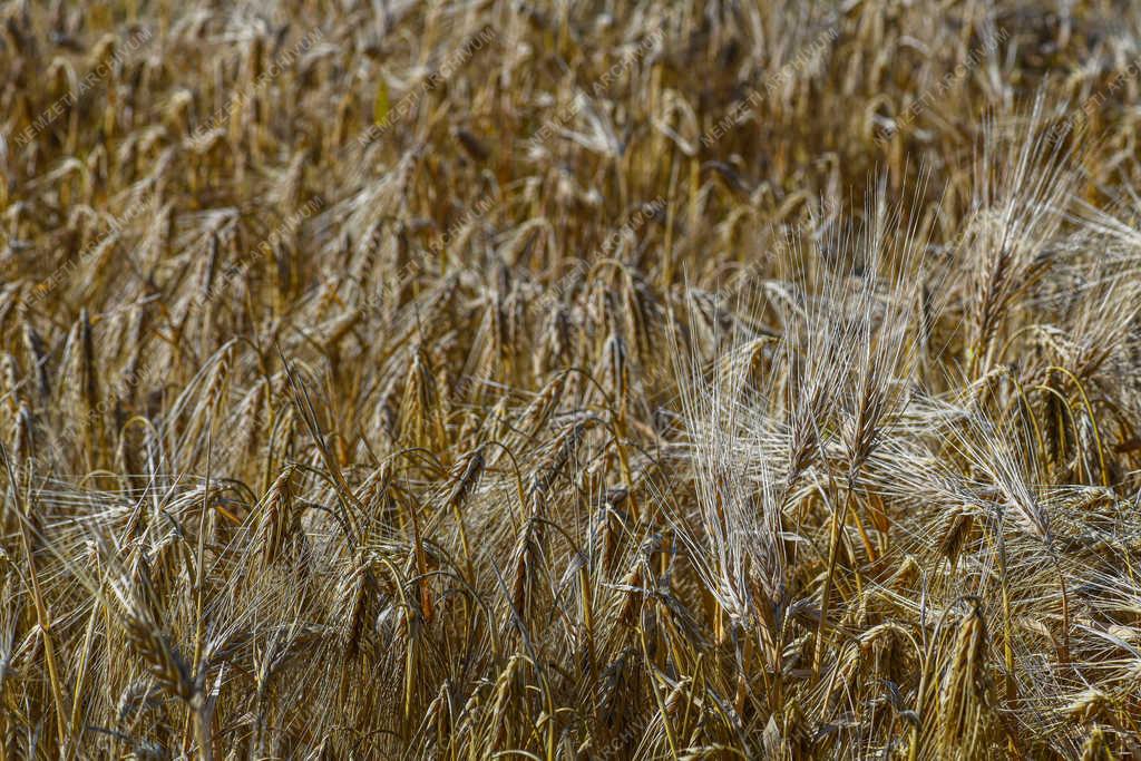 Mezőgazdaság - Debrecen - Beérett az őszi árpa