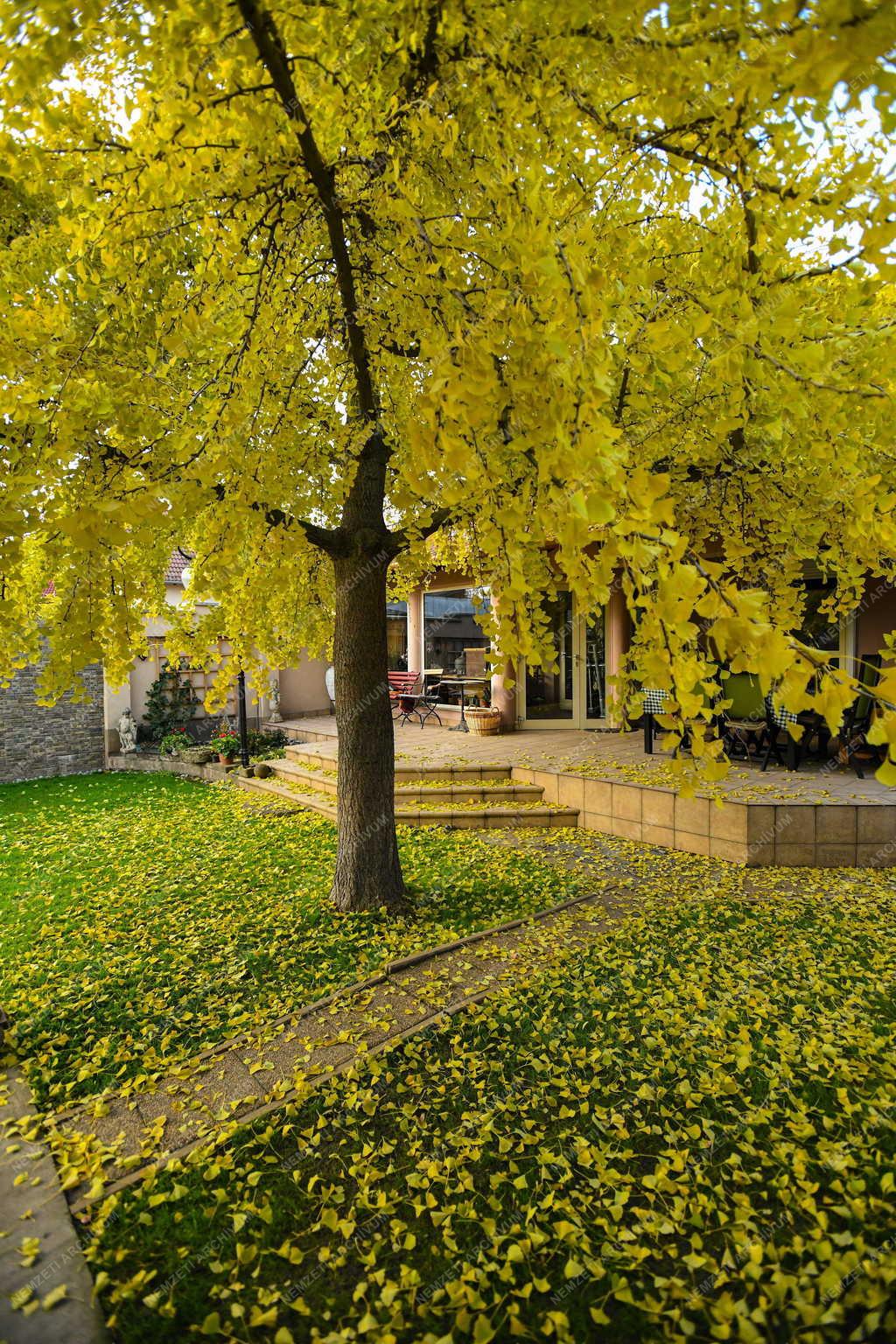 Természet - Páfrányfenyő