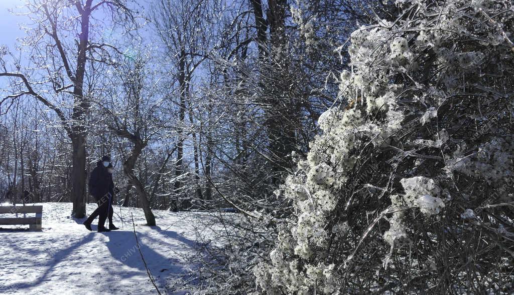 Természet - Budapest - Jégvirágos tél a Normafánál