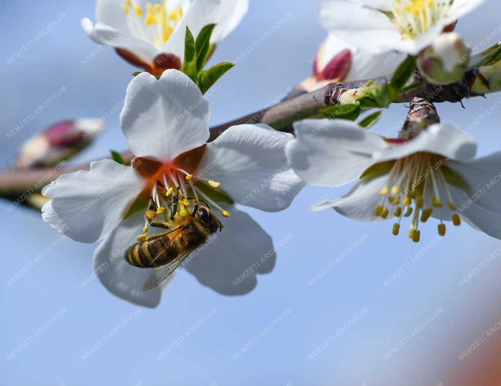 Természet - Debrecen - Virágzik a mandula 