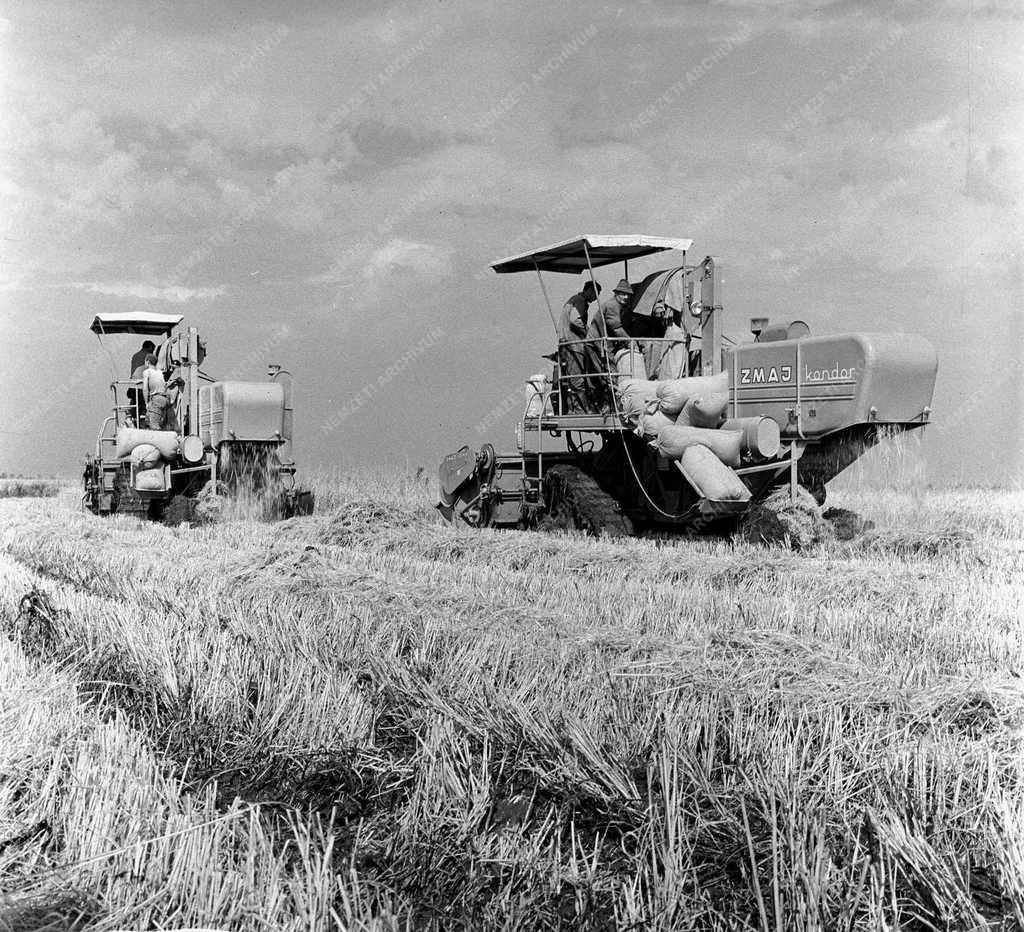 Mezőgazdaság - Rizstermesztés - Betakarítás