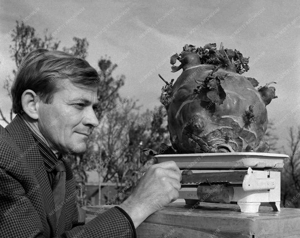 Mezőgazdaság - Nyolc kilogrammos karalábé termett Óbudán