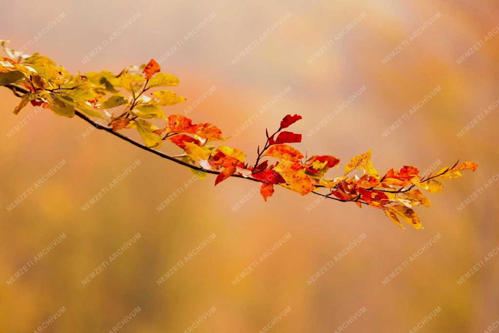 Természet - Pilisszentkereszt - Őszi falevelek