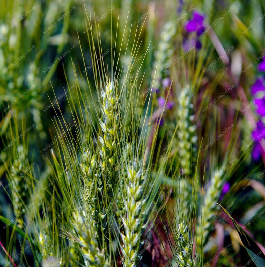 Mezőgazdaság - Érik a gabona Polgárnál