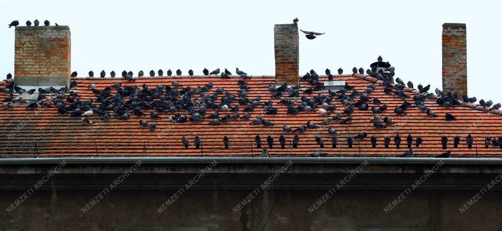Városkép - Esztergom - Házigalambok egy háztetőn